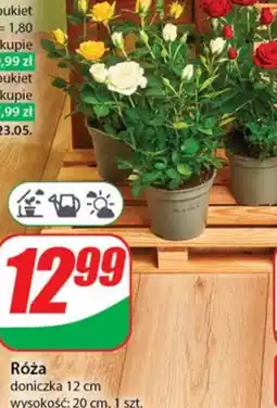 Dino Róża oferta