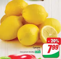 Dino Cytryna oferta
