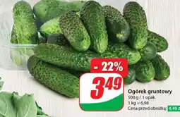 Dino Ogórek gruntowy oferta