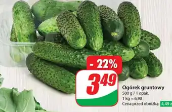 Dino Ogórek gruntowy oferta