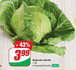 Dino Kapusta młoda oferta