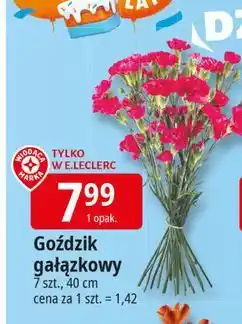 E.Leclerc Goździki bukiet oferta