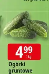 E.Leclerc Ogórek gruntowy oferta