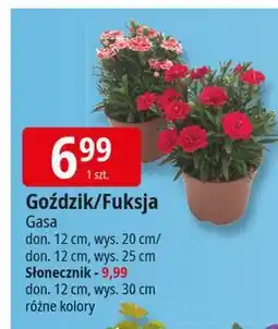 E.Leclerc Słonecznik 12 cm oferta