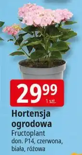 E.Leclerc Hortensja ogrodowa różowa Fructoplant oferta