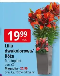Magnolia Fructoplant