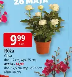 E.Leclerc Azalia 12.5 cm Gasa oferta