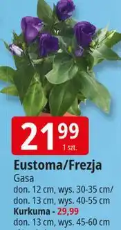 E.Leclerc Frezja do. 12 cm Gasa oferta
