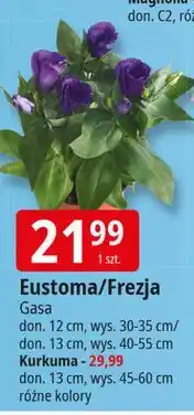 E.Leclerc Kurkuma don. 13 cm Gasa oferta