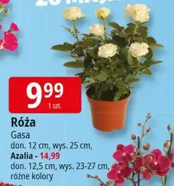 E.Leclerc Azalia na pniu don. 12 cm Gasa oferta
