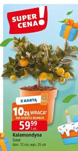 E.Leclerc Kalamondyna 12 cm Gasa oferta