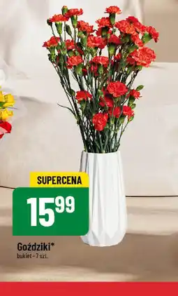 Polomarket Goździki oferta