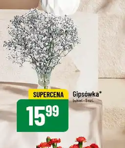 Polomarket Gipsówka oferta
