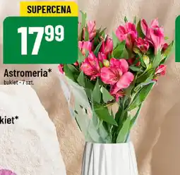 Polomarket Astromeria oferta