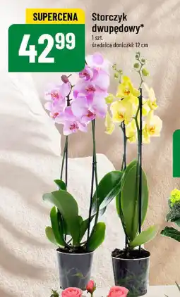 Polomarket Storczyk dwupędowy oferta