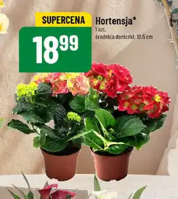 Polomarket Hortensja oferta