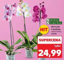 Kaufland Storczyk 1-pędowy oferta