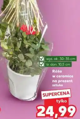 Kaufland Róża w ceramice na prezent oferta
