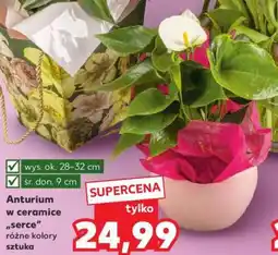 Kaufland Anturium w ceramice Serce oferta