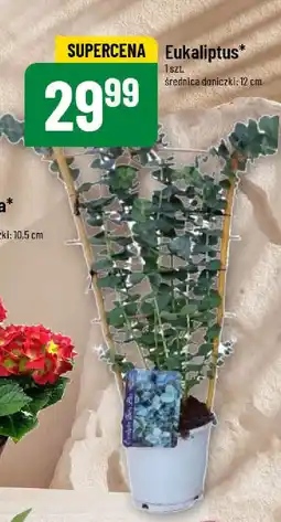 Polomarket Eukaliptus oferta