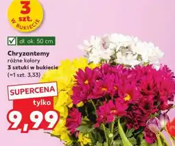 Kaufland Chryzantemy oferta
