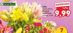 Kaufland Lilie oferta