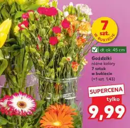 Kaufland Goździki oferta