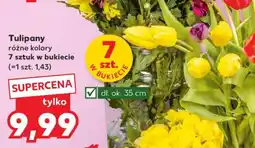 Kaufland Tulipany oferta