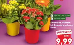 Kaufland Kalanchoe, Gerbera lub Begonia w osłonce oferta