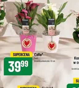 Calla