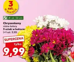 Kaufland Chryzantemy oferta