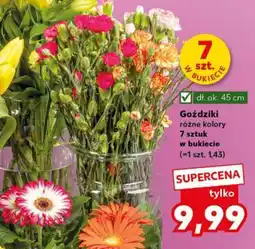 Kaufland Goździki oferta