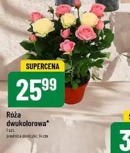 Polomarket Róża dwukolorowa oferta
