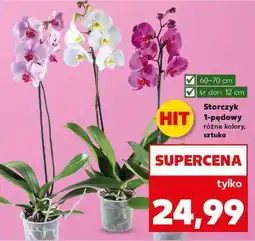 Kaufland Storczyk 1-pędowy oferta