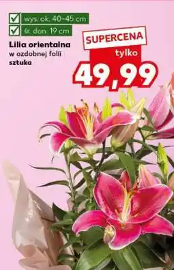 Kaufland Lilia orientalna oferta
