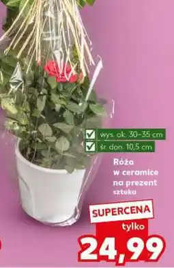 Kaufland Róża w ceramice na prezent oferta