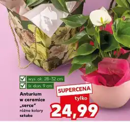 Kaufland Anturium w ceramice Serce oferta