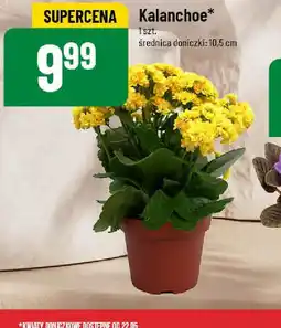 Polomarket Kalanchoe oferta