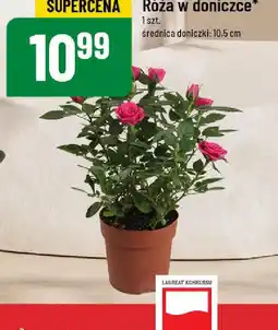 Polomarket Róża w doniczce oferta