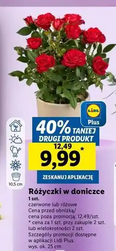 Lidl Róże różowe śr. 10.5 cm oferta