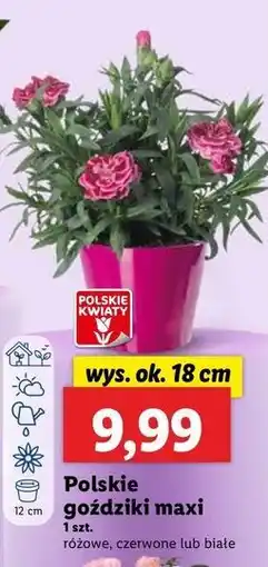 Lidl Goździk 18 cm oferta