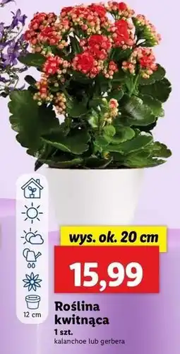 Lidl Kalanchoe kwitnące 20 cm oferta