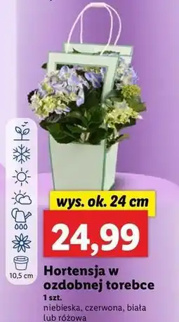 Lidl Hortensja w torebce 10.5 cm oferta