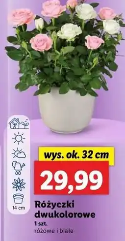 Lidl Różanecznik 32 cm oferta