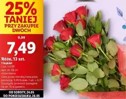 Lidl Róże oferta