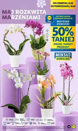 Lidl Storczyk oferta