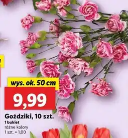 Lidl Goździki oferta