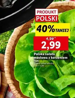 Lidl Sałata masłowa z korzeniem oferta