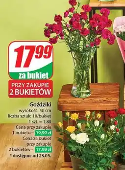 Dino Goździki min. 50 cm oferta