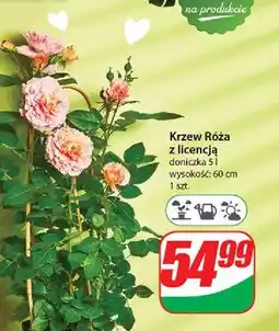 Dino Róża ogrodowa 5 l oferta